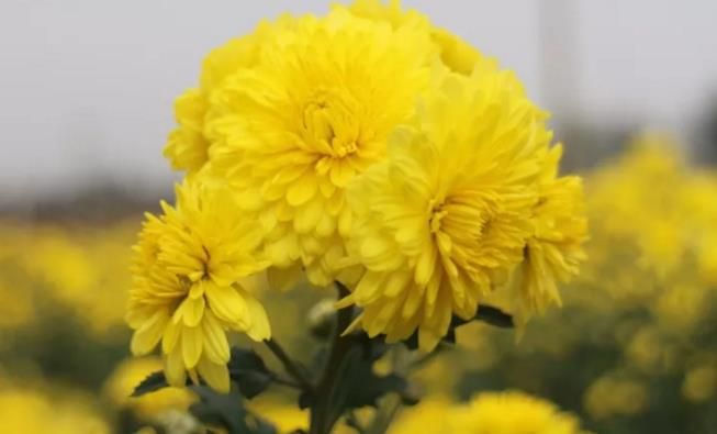 千畝云臺冰菊盛開，誠邀您蒞臨免費參觀！