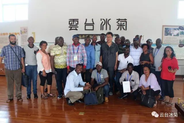 目測這朵菊花要火，國外專家為它頻頻而來······